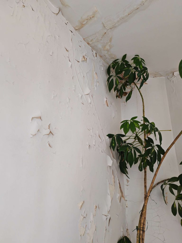 Détail des fissures sur un mur abîmé par un dégât des eaux, avec peinture écaillée.