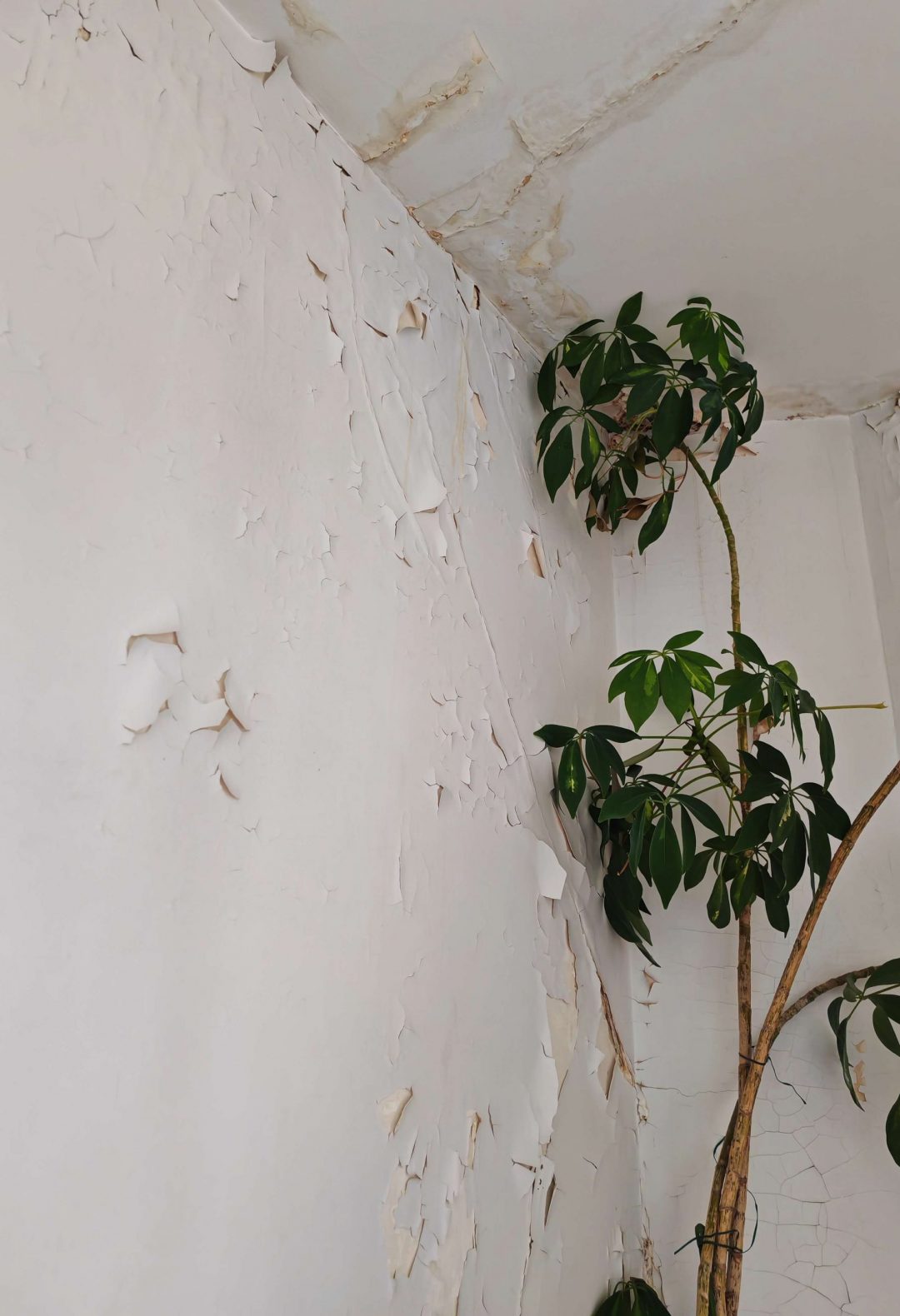 Détail des fissures sur un mur abîmé par un dégât des eaux, avec peinture écaillée.